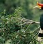 Burung Rangkong Kalimantan Tengah