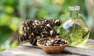 Castor Oil Adalah Minyak